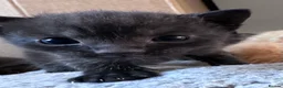 Domestic Shorthair cats for sale: Beautiful kittens - Advert 30