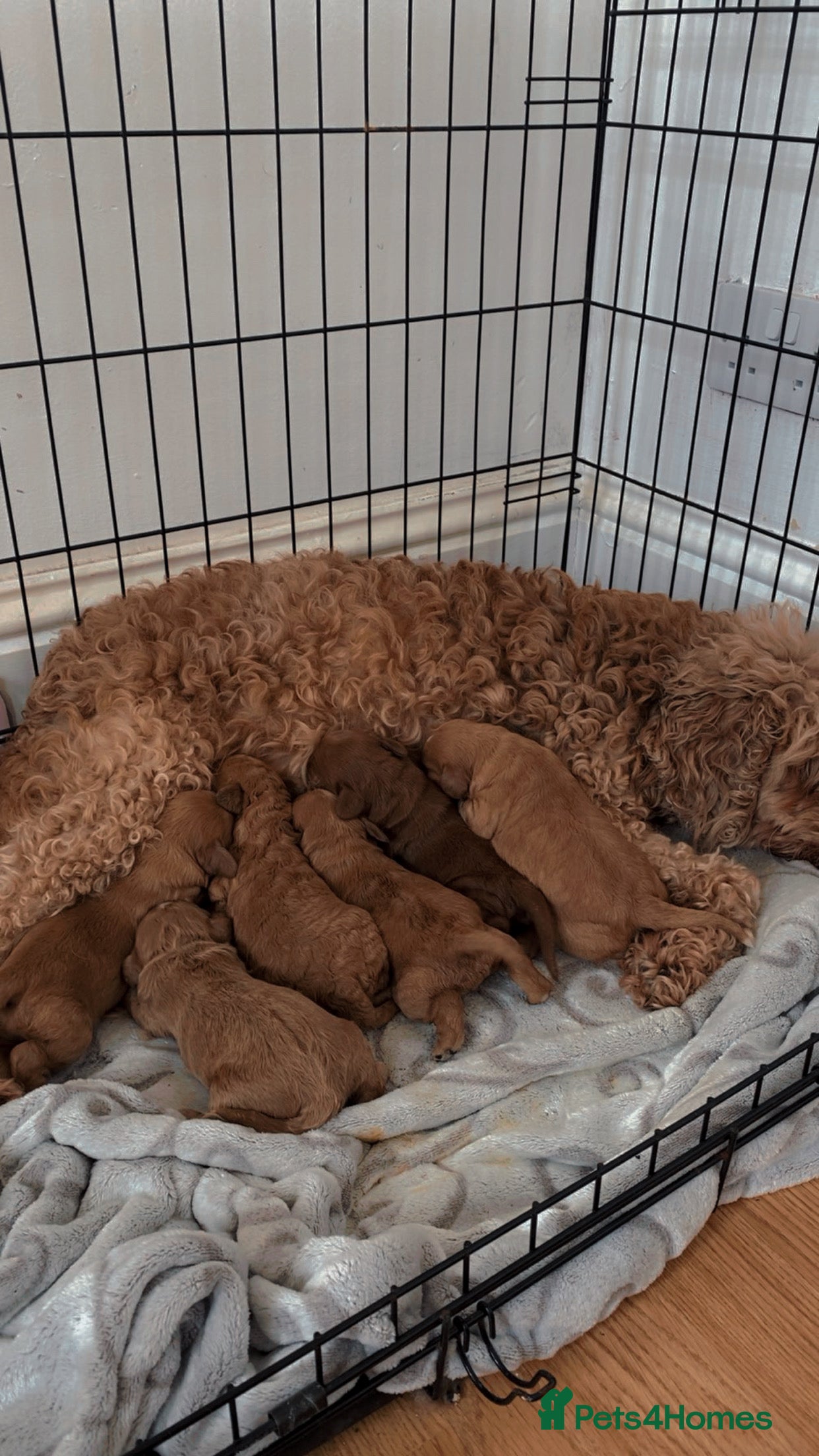 Cavapoo dogs DNA clear cavapoo puppies  - Advert 14