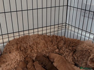 Cavapoo dogs DNA clear cavapoo puppies - Advert 2
