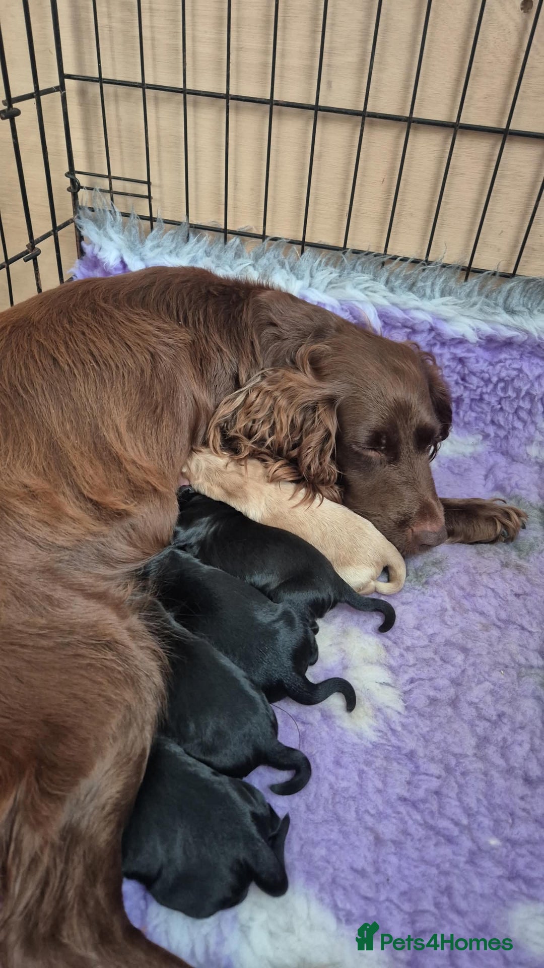 Sprocker dogs for sale: 5 beautiful sprocker puppies ✨️  - Image 8