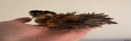Chickens poultry for sale: Polish & silkie chicks  - Advert 6