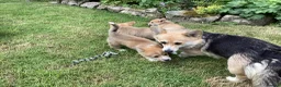 Welsh Corgi Pembroke dogs for sale: Super Freindly Welsh Pembroke Corgi - Advert 11