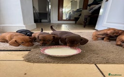 Miniature Dachshund dogs for sale: Miniature Dachshund Puppies  - Image 8