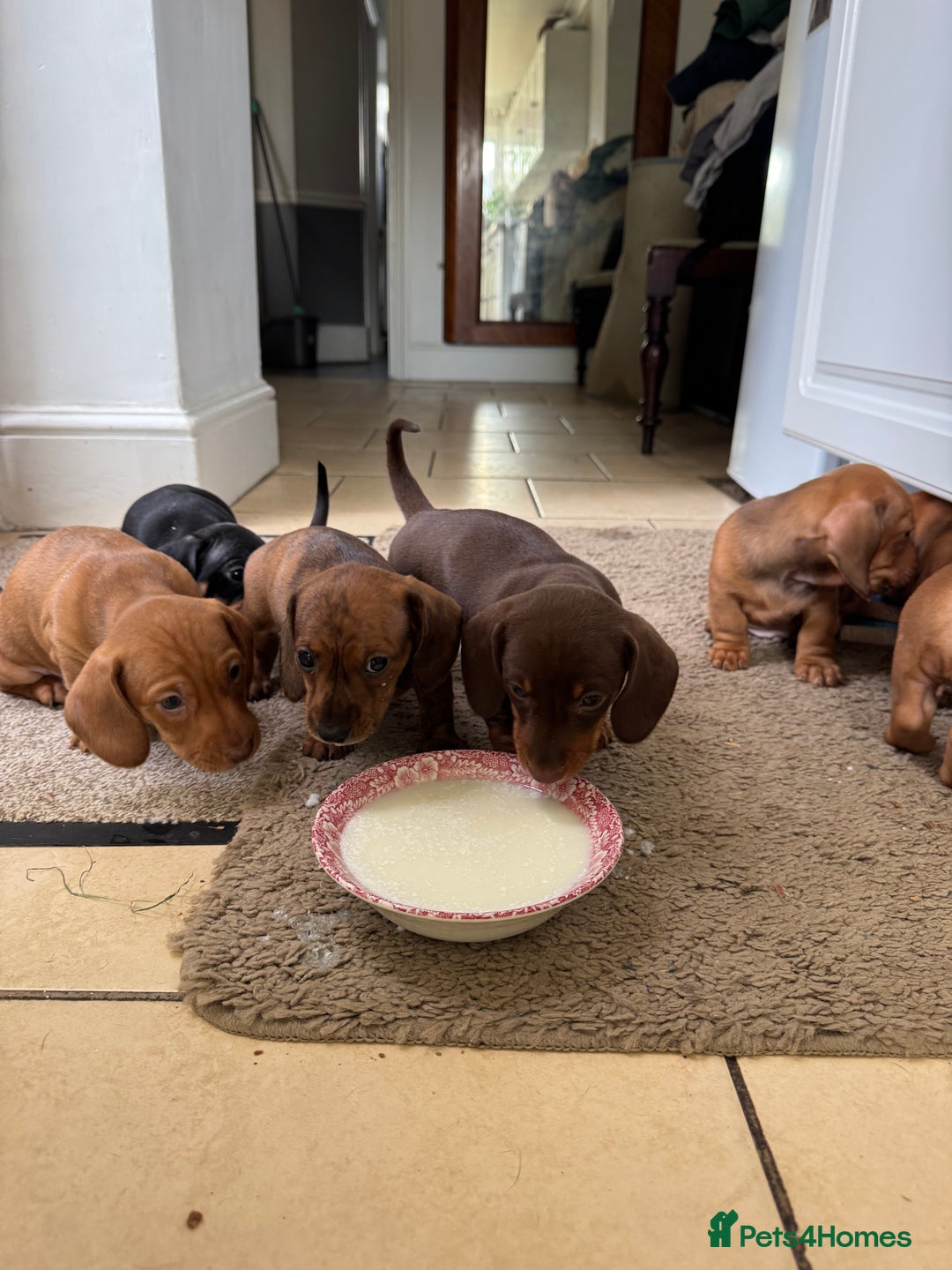 Miniature Dachshund dogs for sale: Miniature Dachshund Puppies  - Image 8