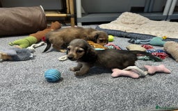 Miniature Dachshund dogs for sale: Gorgeous shaded cream pups - Image 22