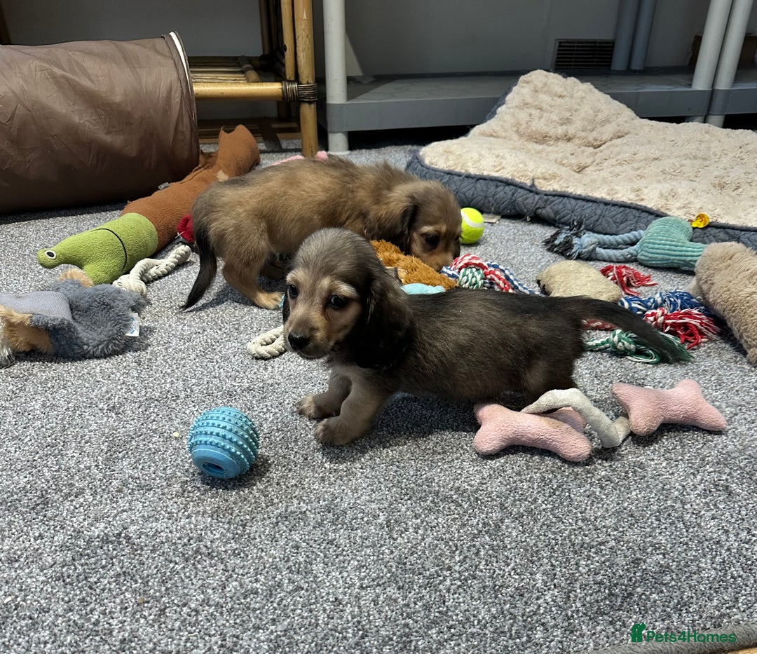 Miniature Dachshund dogs for sale: Gorgeous shaded cream pups - Image 22