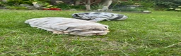 English Bulldog dogs for sale: Top Quality English Bulldog Pups Not Your Usual  in Colchester - Advert 21
