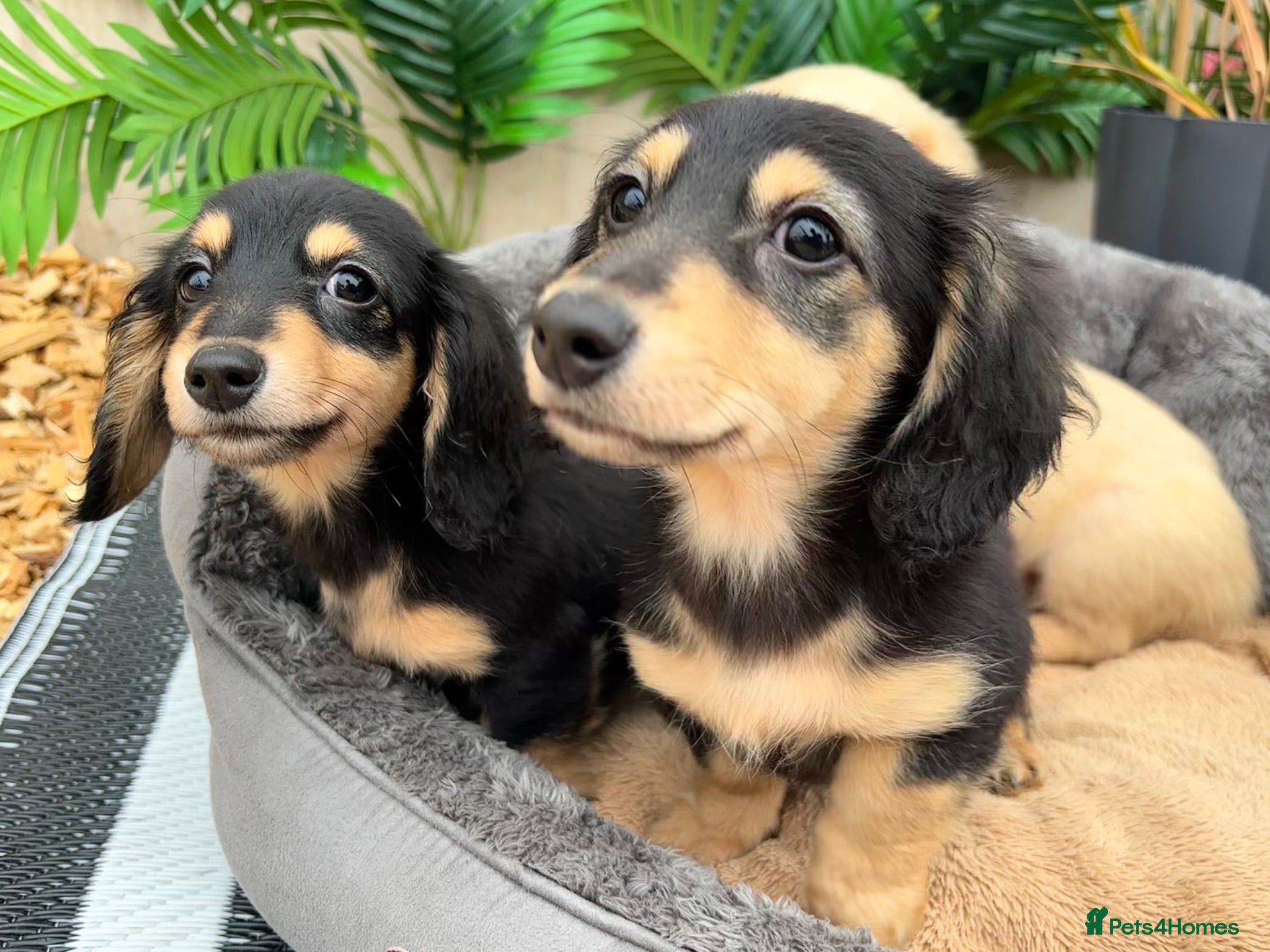 Miniature Dachshund dogs £1200 2long haired black and cream girls  - Advert 1