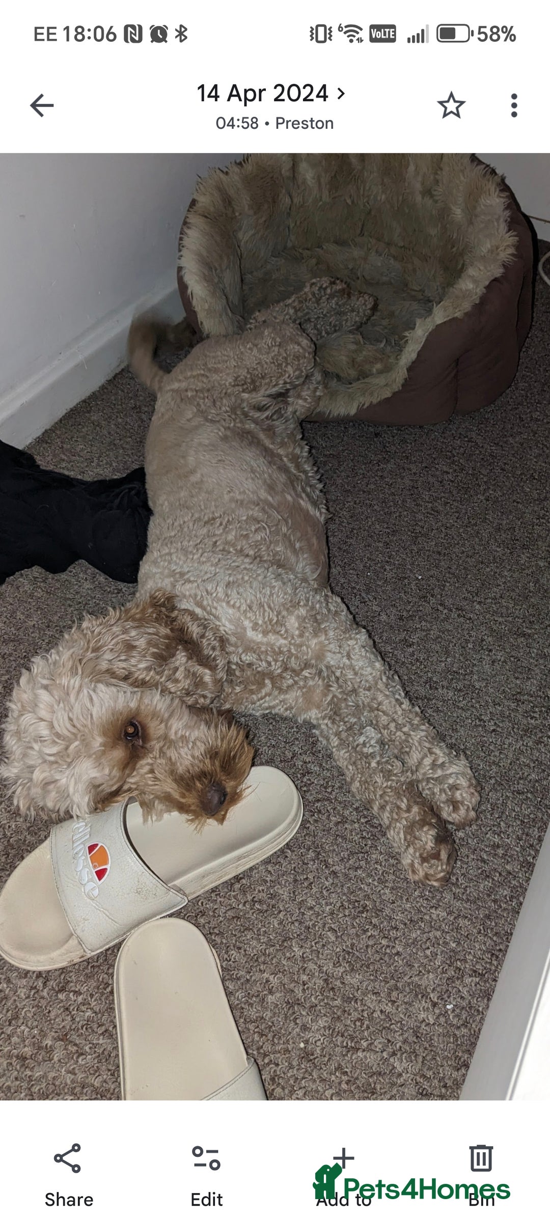 Cockapoo dogs for sale: 4 year Cockapoo for sale - Advert 4