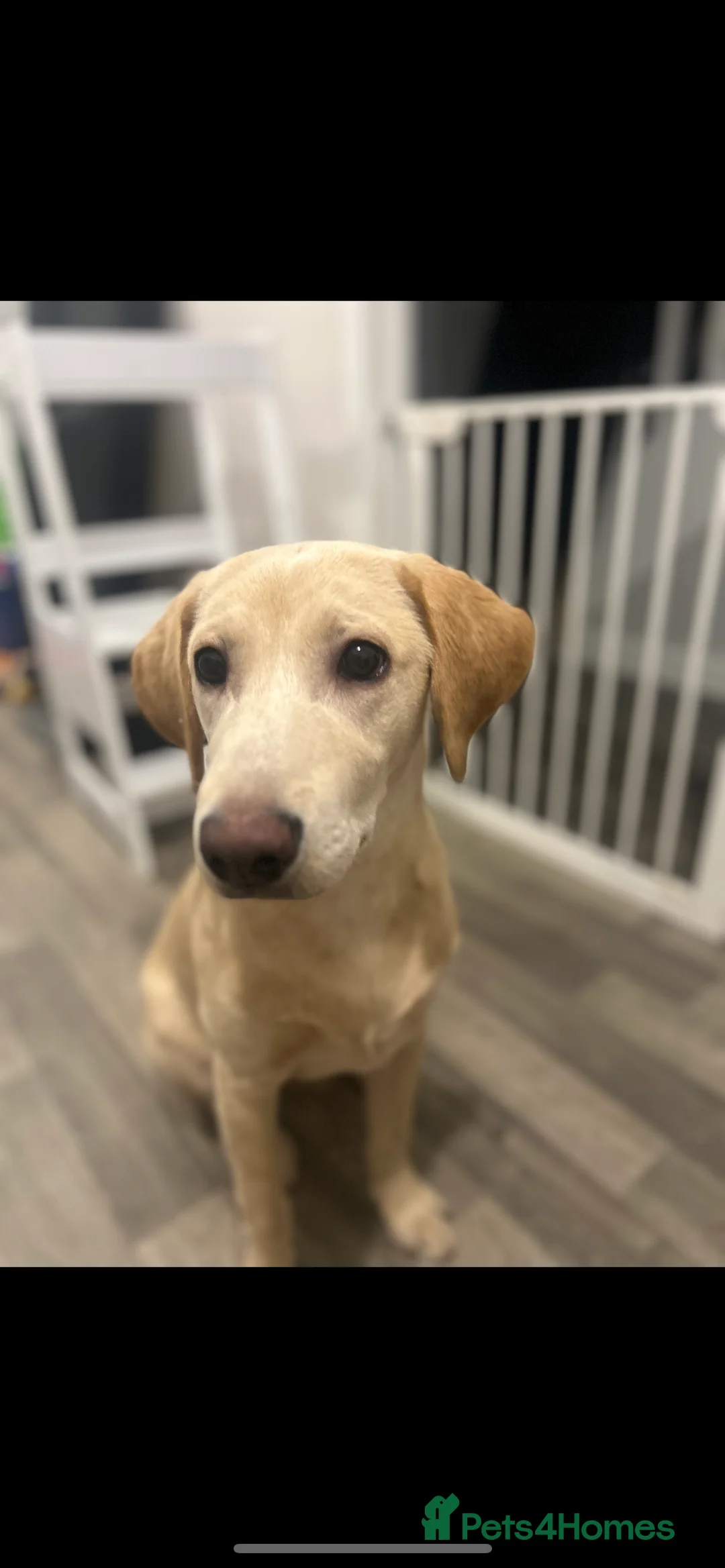 Labrador Retriever dogs for sale: Buddy - Advert 5