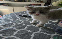 British Shorthair cats for sale: Bsh reading now 1 girl - Image 4