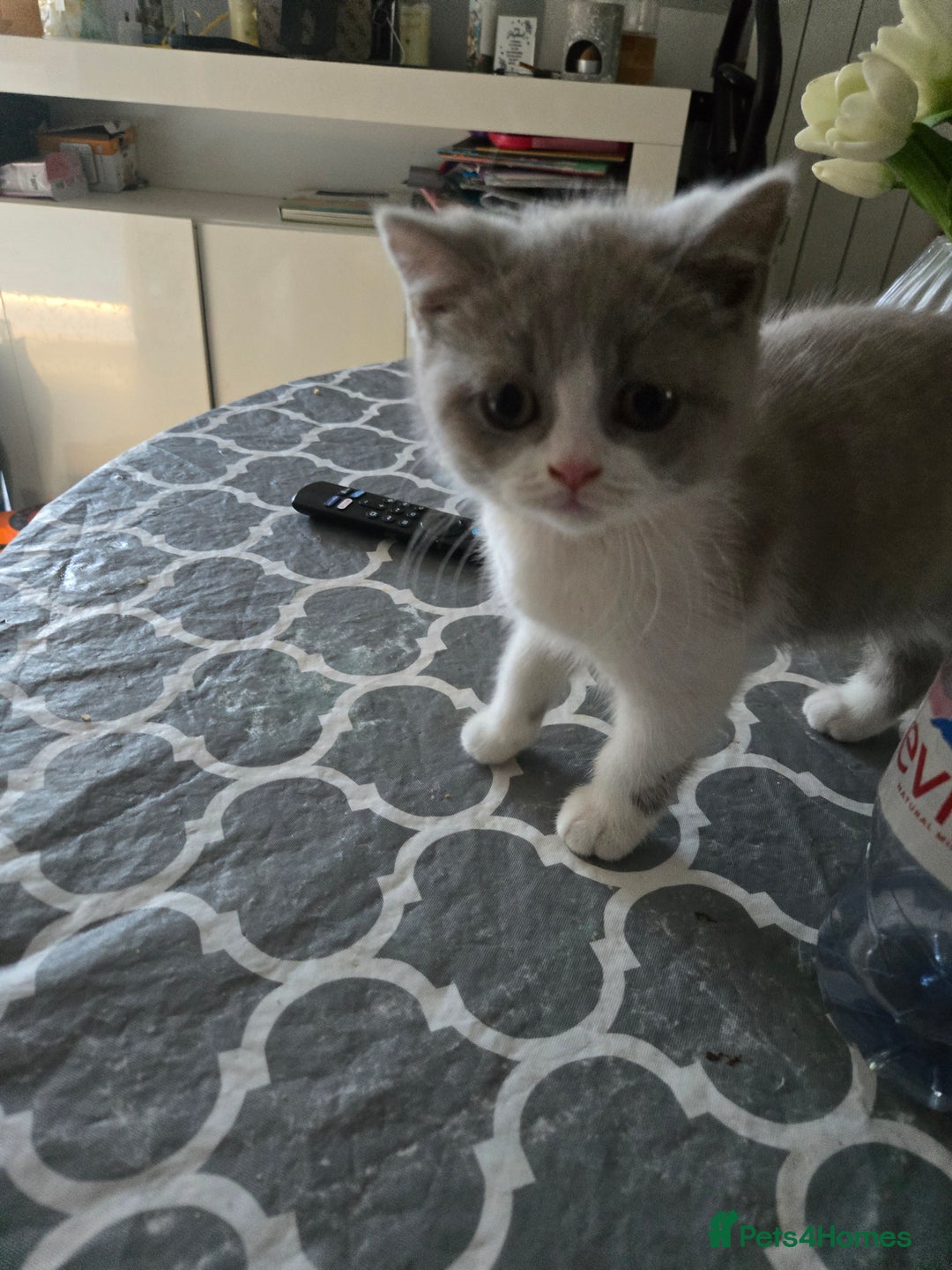 British Shorthair cats for sale: Bsh reading now 1 girl - Image 4