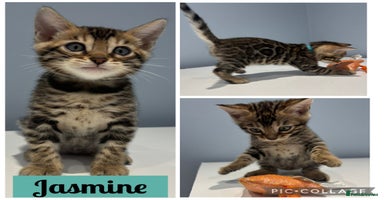 Bengal cats - Advert 10