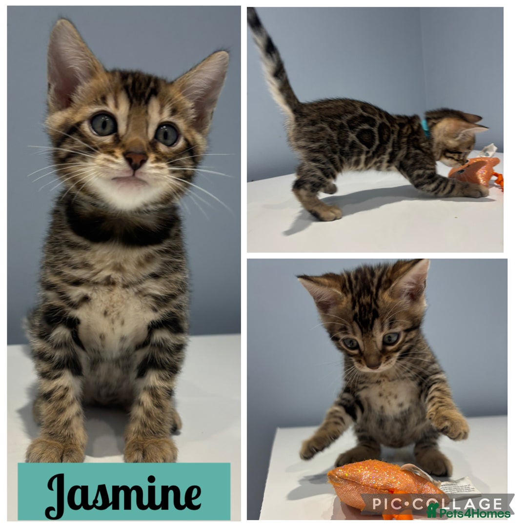 Bengal cats for sale: READY NOW beautiful Bengal Girl kittens TICA reg - Advert 3