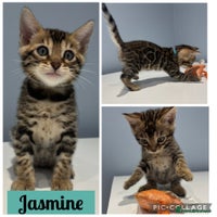 Bengal cats - Advert 4