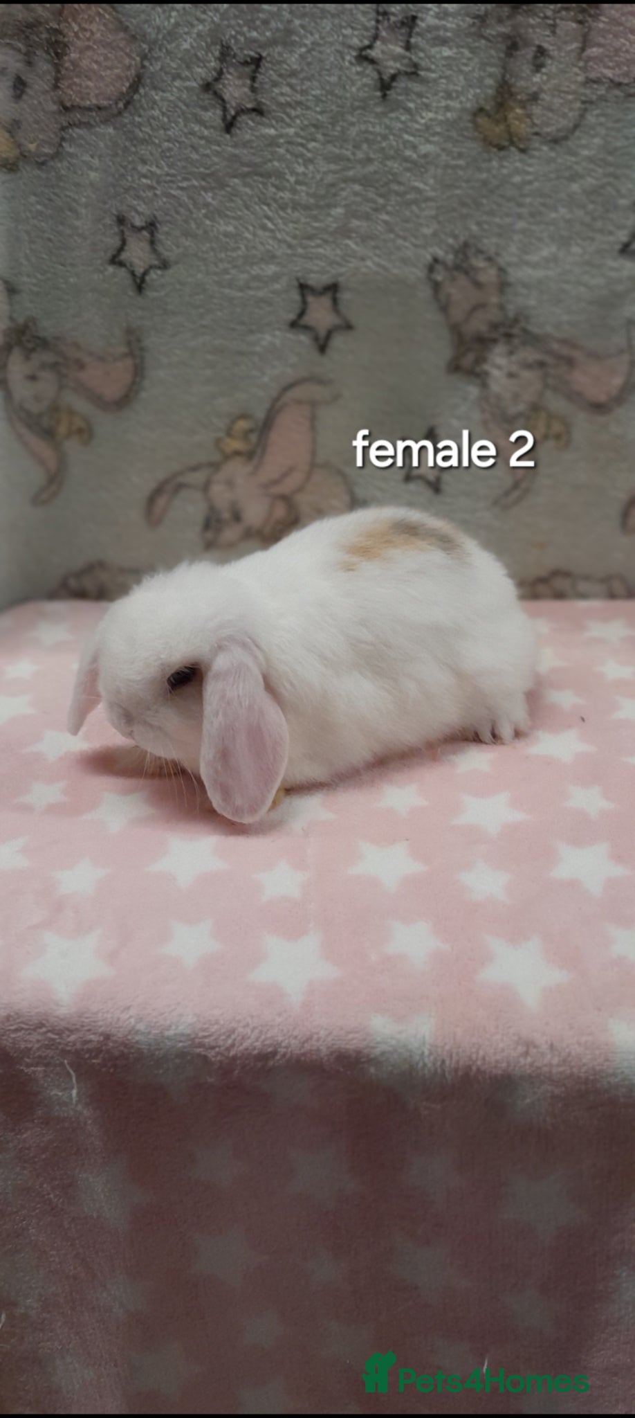 Mini Lop rabbits Purebred mini lop rabbits  - Advert 1