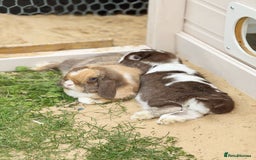 Mini Lop rabbits for sale: Autumn and freddo, bonded mini lops  - Image 2