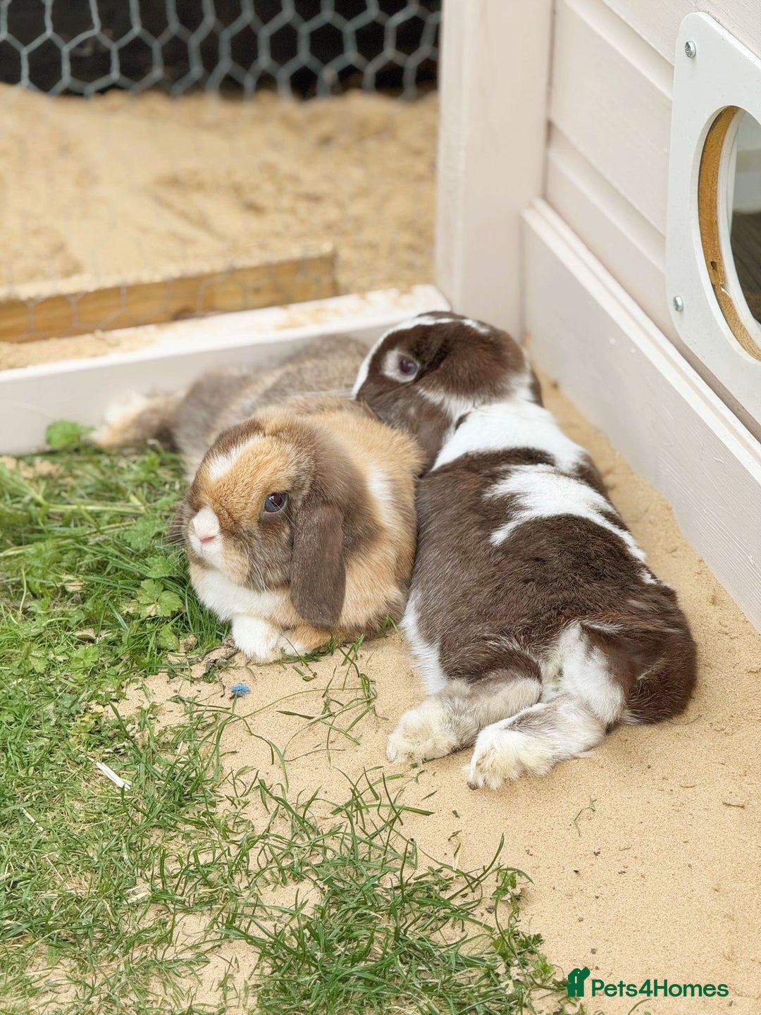 Mini Lop rabbits for sale: Autumn and freddo, bonded mini lops  - Image 2