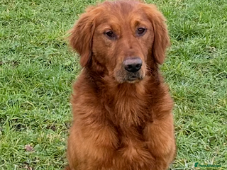 Golden Retriever dogs Extensively fully health tested kc reg in Market Drayton - Advert 8