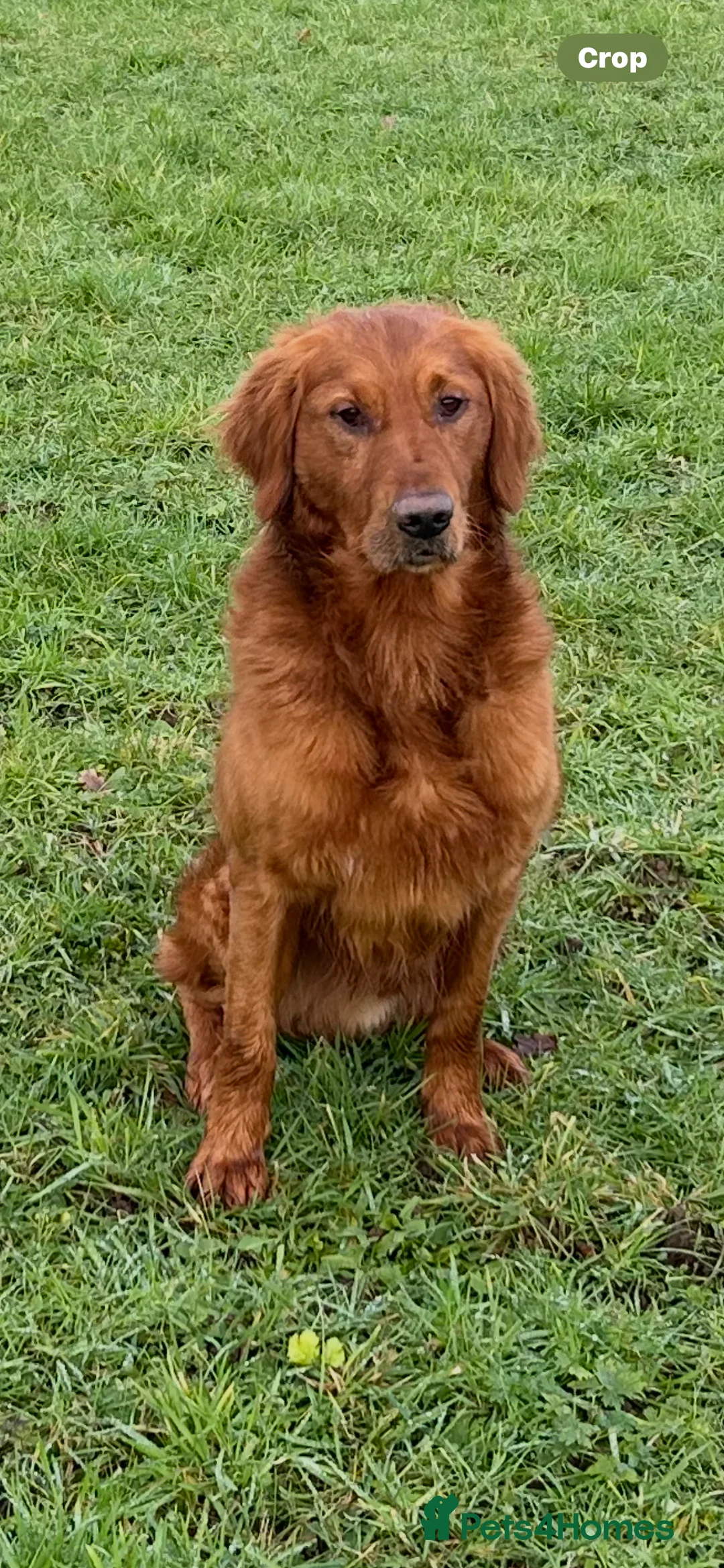 Golden Retriever dogs for stud: Extensively  fully health tested kc reg in Market Drayton - Advert 1