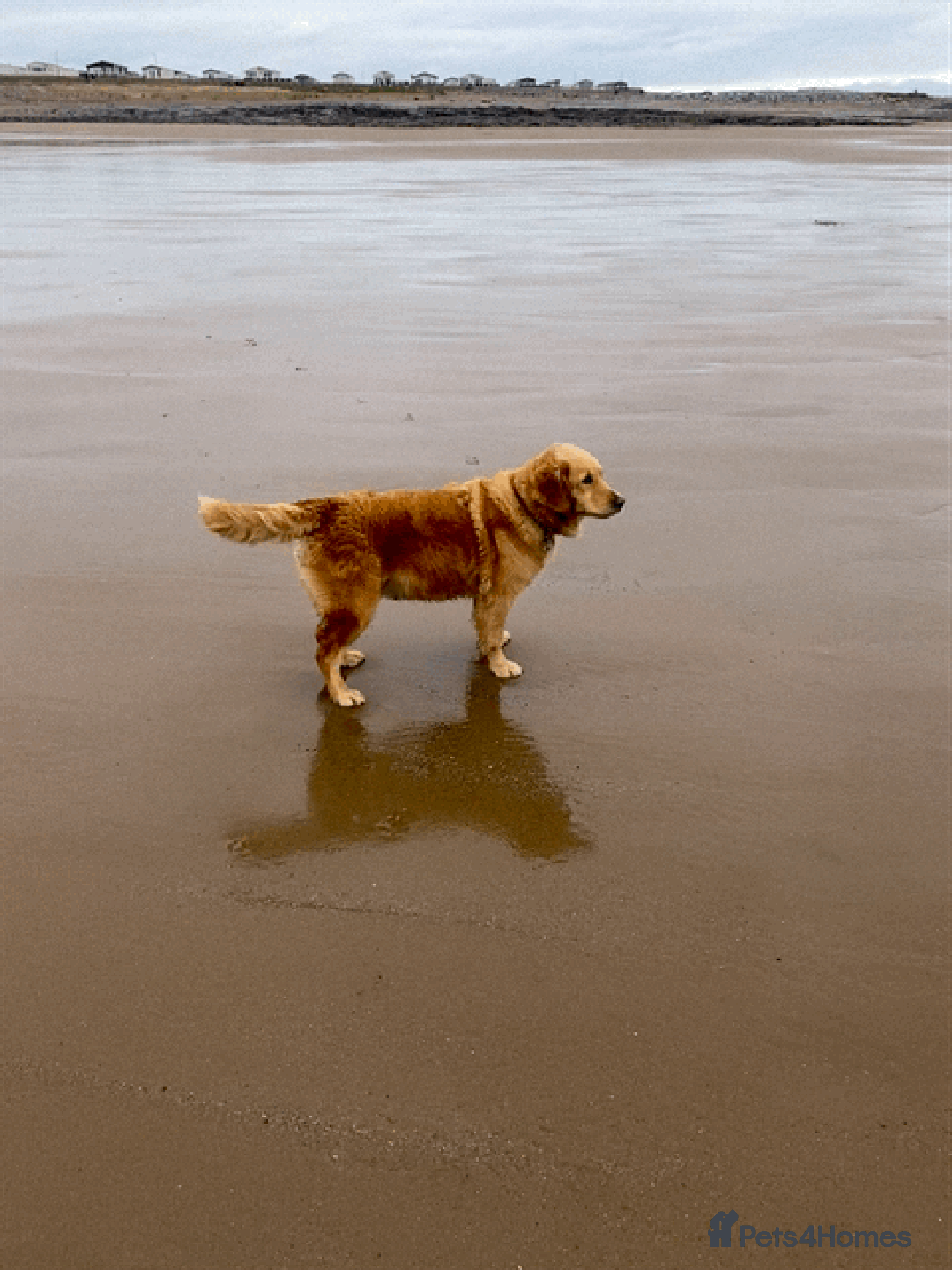 Golden Retriever dogs for sale: Golden colour KC reg Golden Retriever pups -1 LEFT - Advert 4