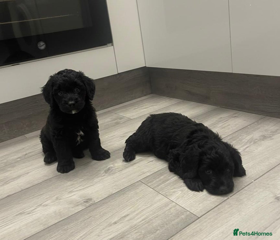 Cockapoo dogs for sale: Cockapoo Puppies - Advert 5