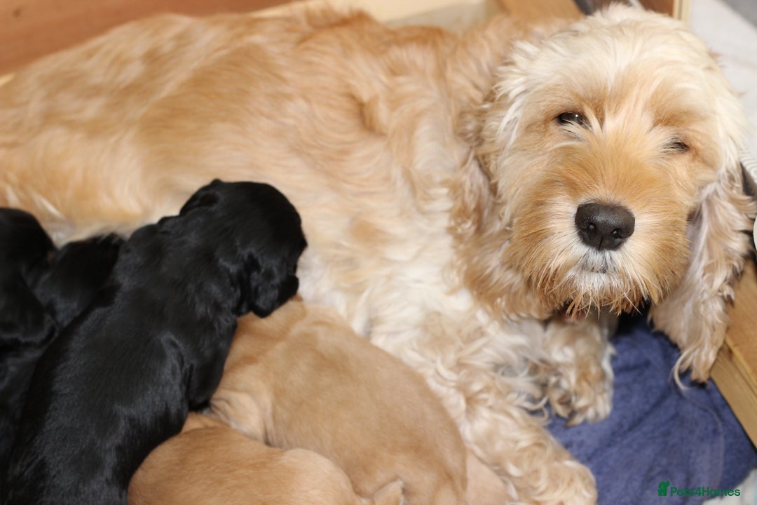 Cockapoo dogs for sale: Beautiful, Rare Cockapoo Puppies – Ready 17th Nov - Image 19
