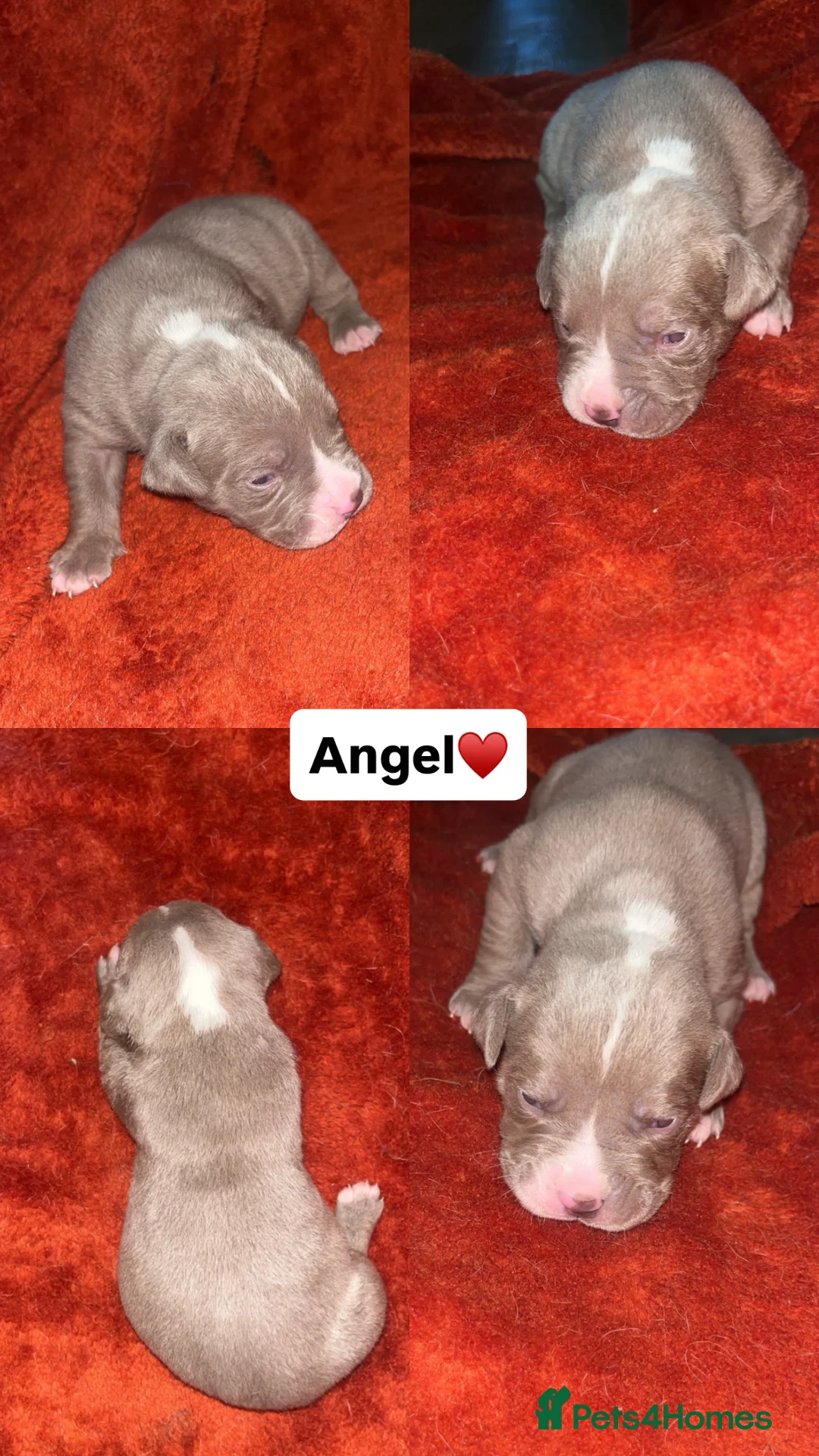 Mixed Breed dogs for sale: 9 Puppies - Old Tyme Bulldog x American Bulldog - Advert 18