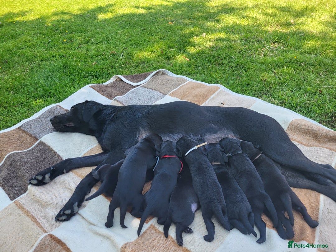 Labrador Retriever dogs for sale: Kc labrador puppies in Much Wenlock - Image 18