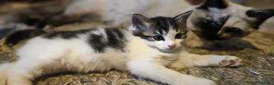 Male kitten 