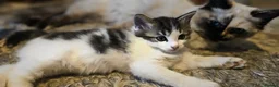 Mixed Breed cats for sale: Ragdoll x  - Advert 2