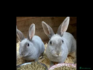 Rex rabbits Stunning baby blue, mini rex - Advert 1