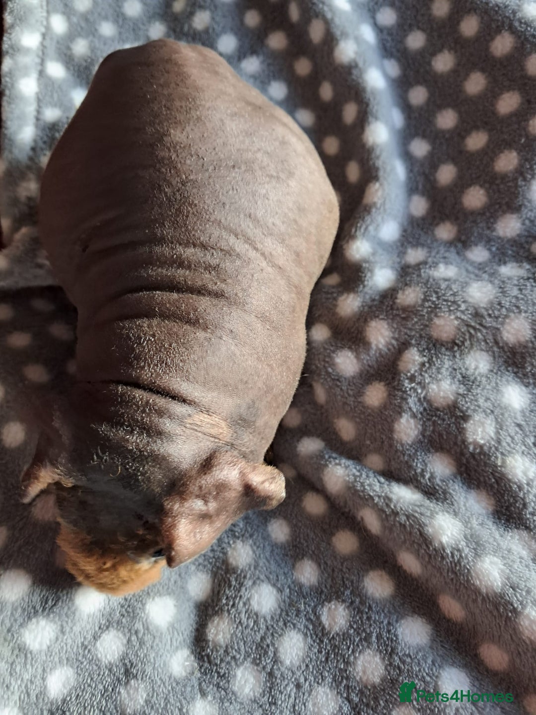 Guinea Pig rodents for sale: BEAUTIFUL SKINNY BOAR  - Advert 3