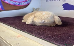 Mini Lop rabbits for sale: Beautiful litter of mixed mini lops  - Image 9