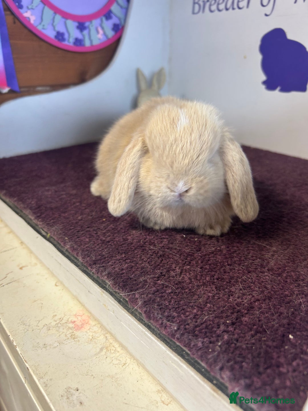 Mini Lop rabbits for sale: Beautiful litter of mixed mini lops  - Image 9