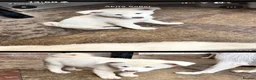 Japanese Akita Inu dogs for sale: Japanese Akita Puppies  - Advert 8