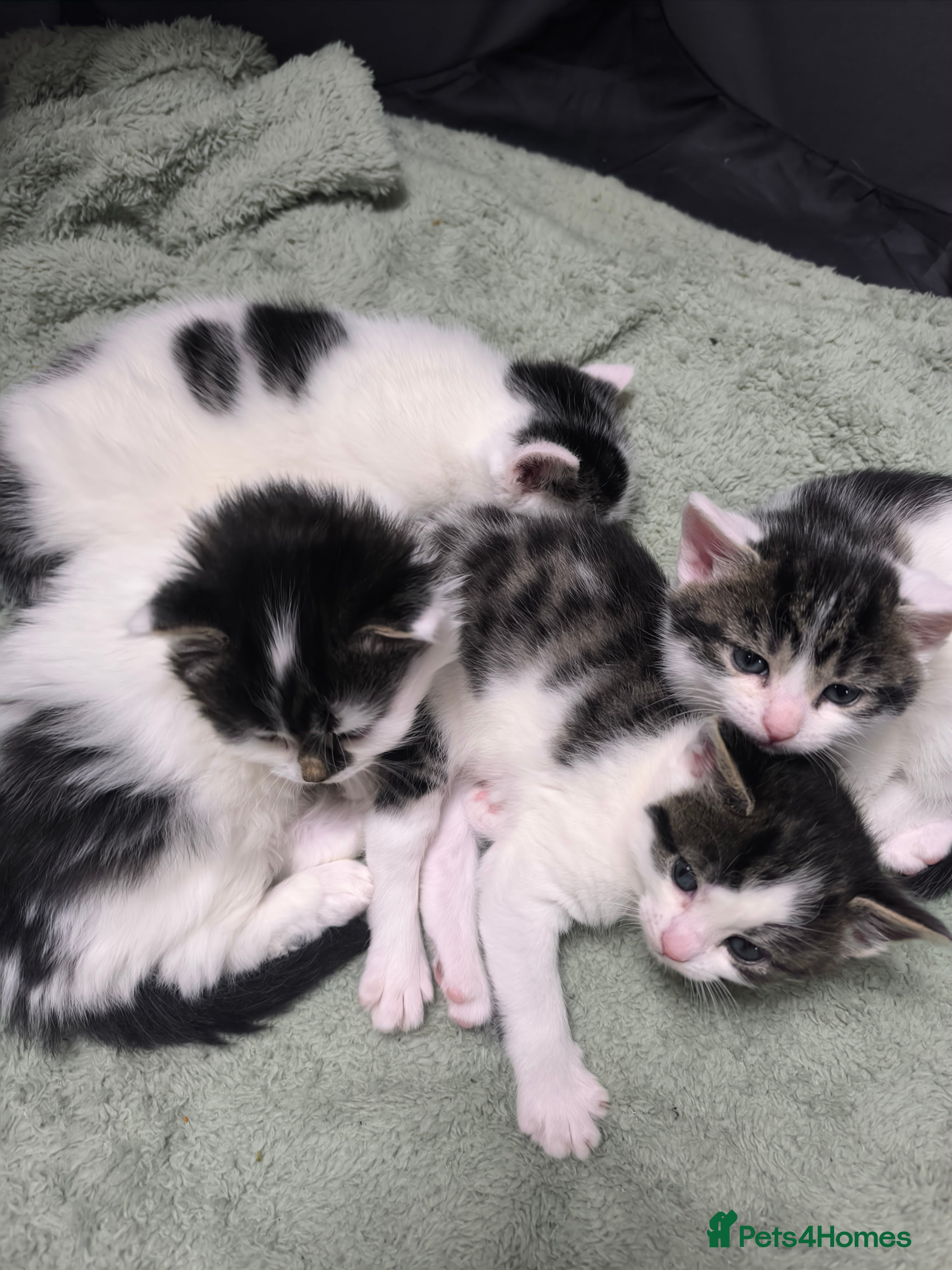 Mixed Breed cats Beautiful kittens are looking for a new family. - Advert 1