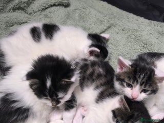 Mixed Breed cats Beautiful kittens are looking for a new family. - Advert 14