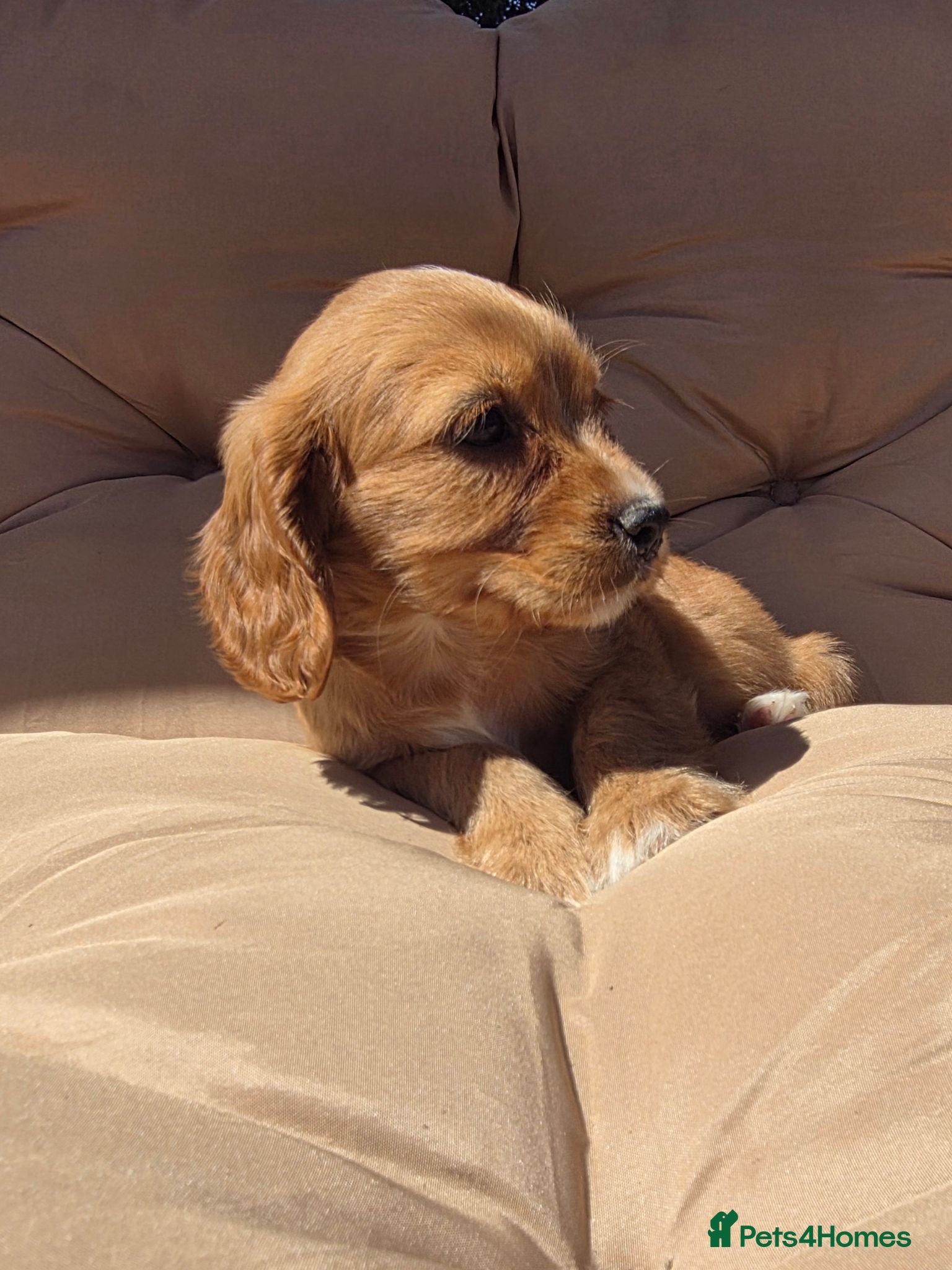 Cavalier King Charles Spaniel dogs Beautiful cavalier puppies  - Advert 2