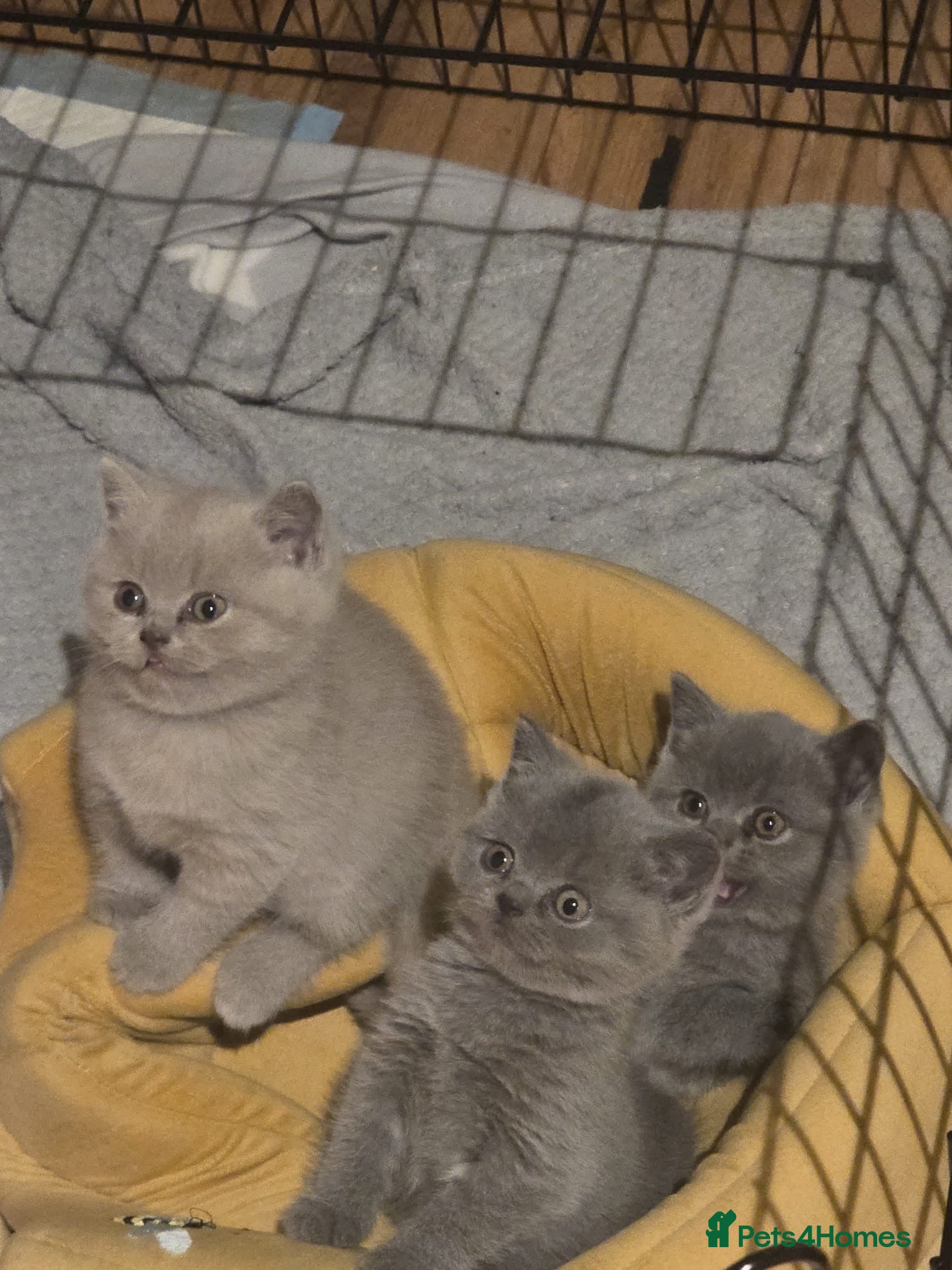 British Shorthair Kitten 2