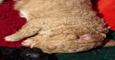 Australian Labradoodle dogs - Advert 6