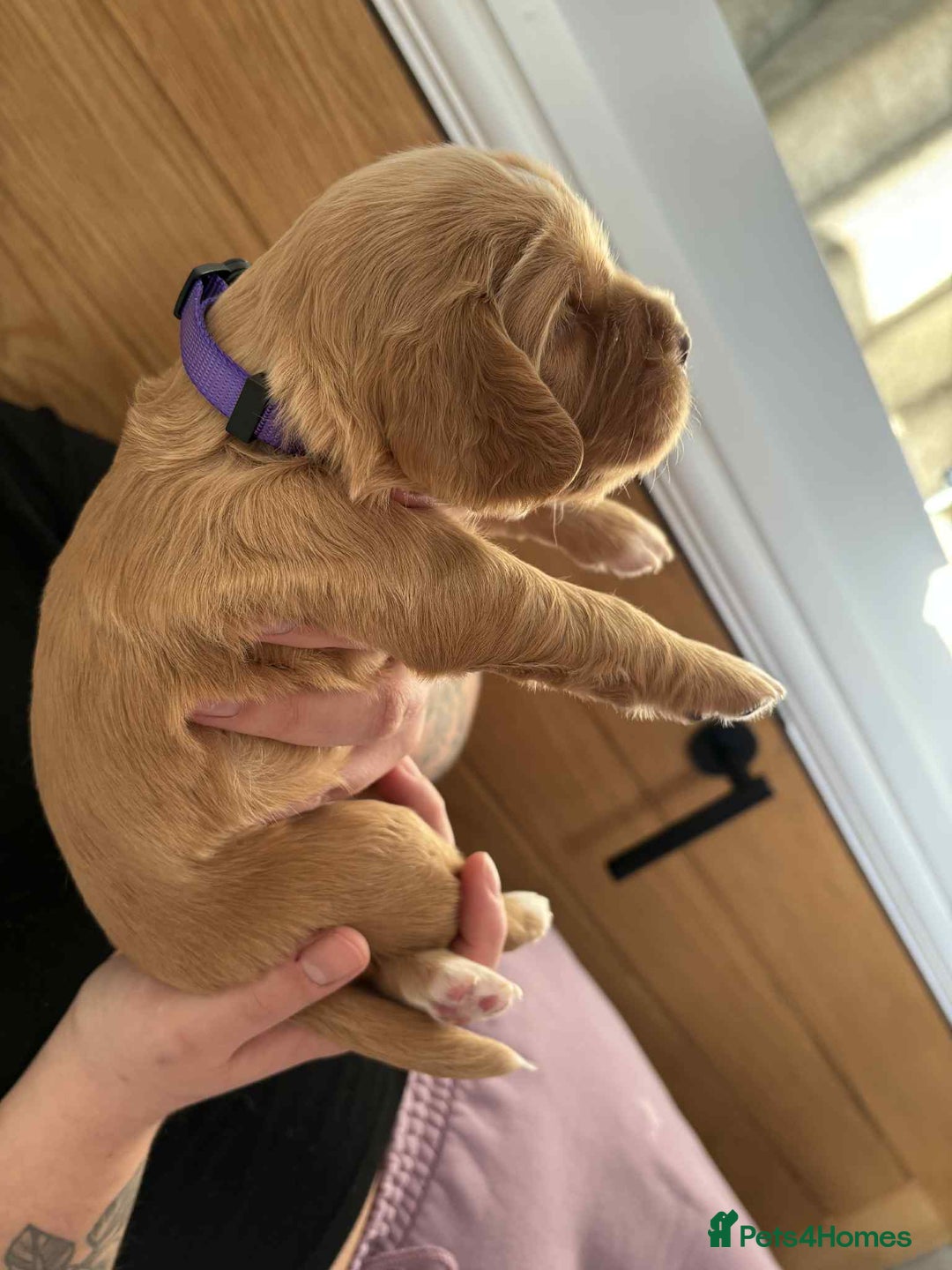 Cocker Spaniel dogs for sale: Working Cocker Spaniel Puppies - Advert 3