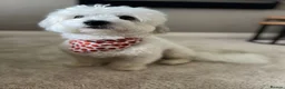 Coton De Tulear dogs for sale: Meet Our Lovely Boy – A Loving Companion - Advert 1
