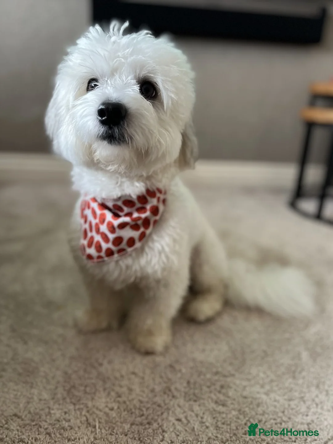 Coton De Tulear dogs for sale: Meet Our Lovely Boy – A Loving Companion - Advert 1