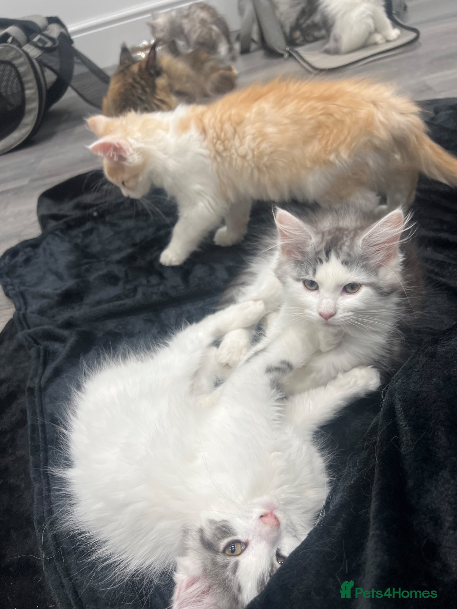 Maine Coon cats Maine coon x calico kittens for sale  - Advert 8
