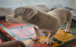 American Bully dogs for sale: Beautiful Tri colour American bully puppy’s  - Image 12