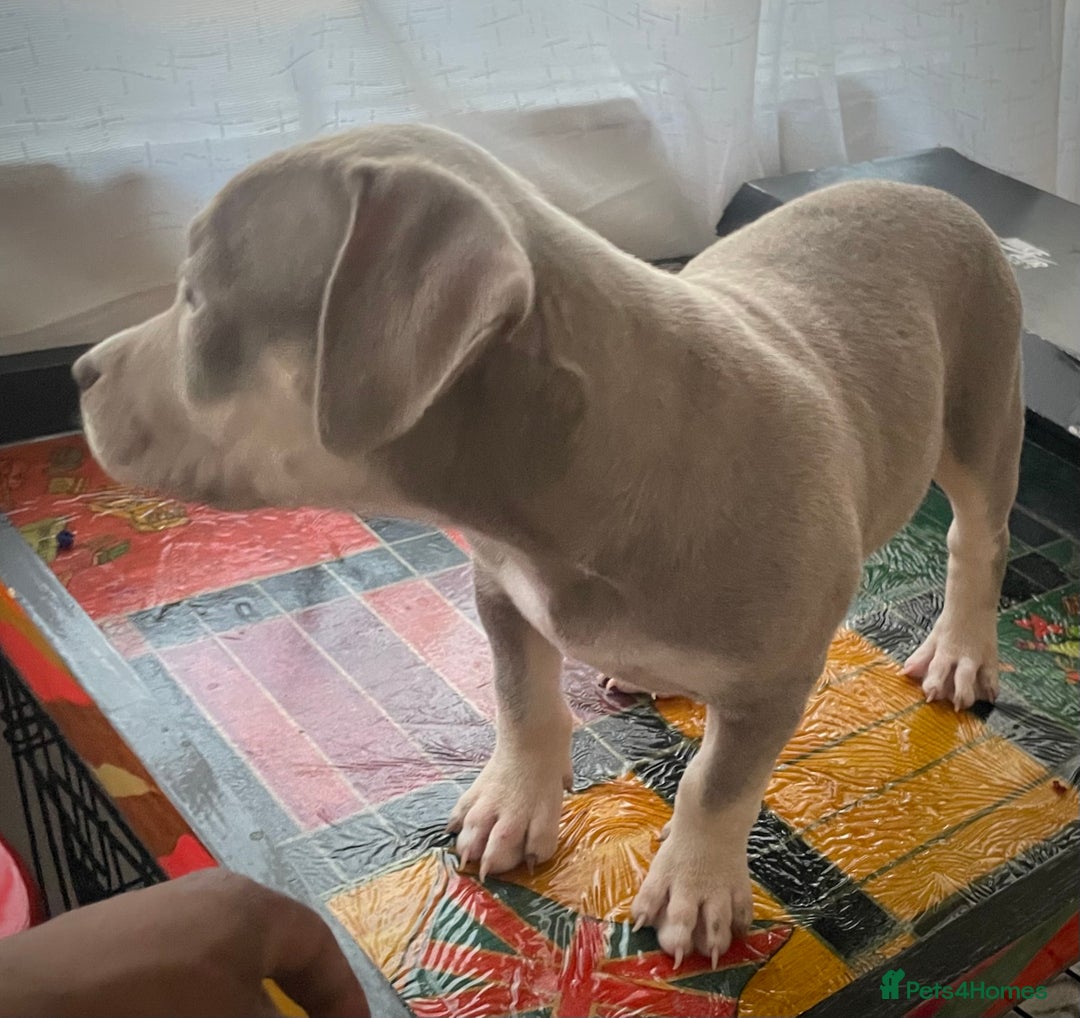 American Bully dogs for sale: Beautiful Tri colour American bully puppy’s  - Image 12