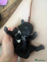 Mixed Breed dogs - Advert 5