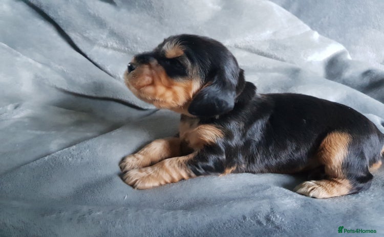 Cocker Spaniel dogs Stunning Health Tested KC Reg Show Cocker Spaniels - Advert 4