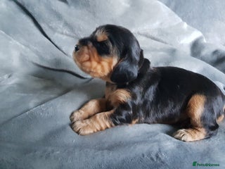 Cocker Spaniel dogs Stunning Health Tested KC Reg Show Cocker Spaniels - Advert 16